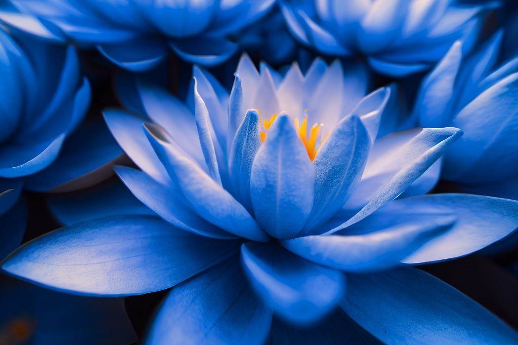 Blue Lotus ceremony