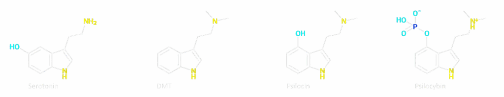 DMT psilocine serotonine Microdosing, Psilocybin, and Ayahuasca in the Netherlands: The possibilities
